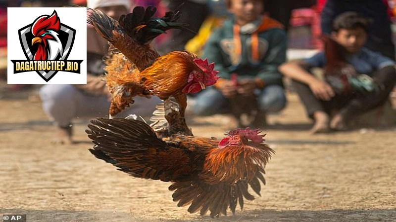 cau-hoi-thuong-gap-dagatructiep-bio